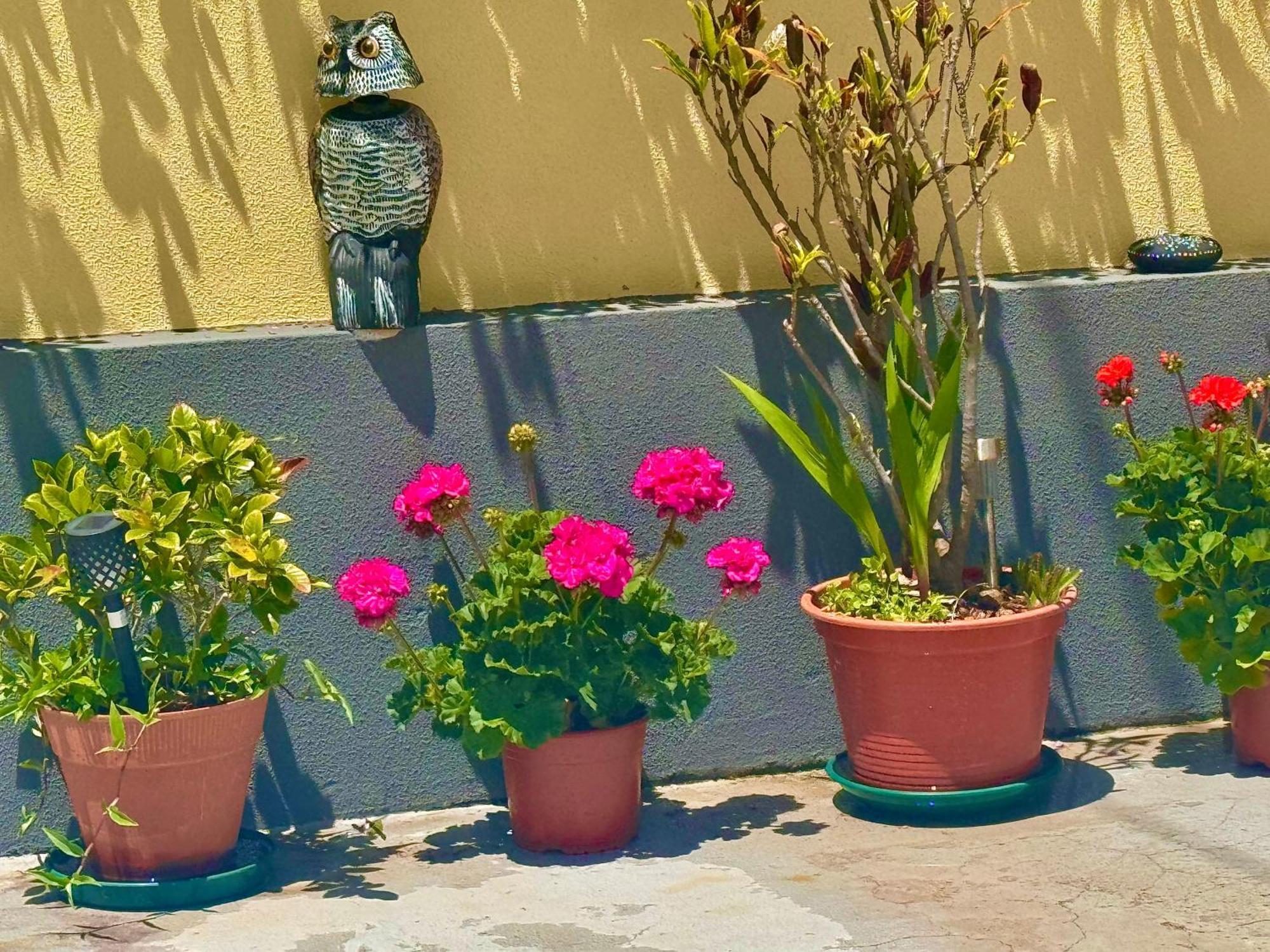 São Vicente Terra Cha Cottage,Feel Home, מראה חיצוני תמונה
